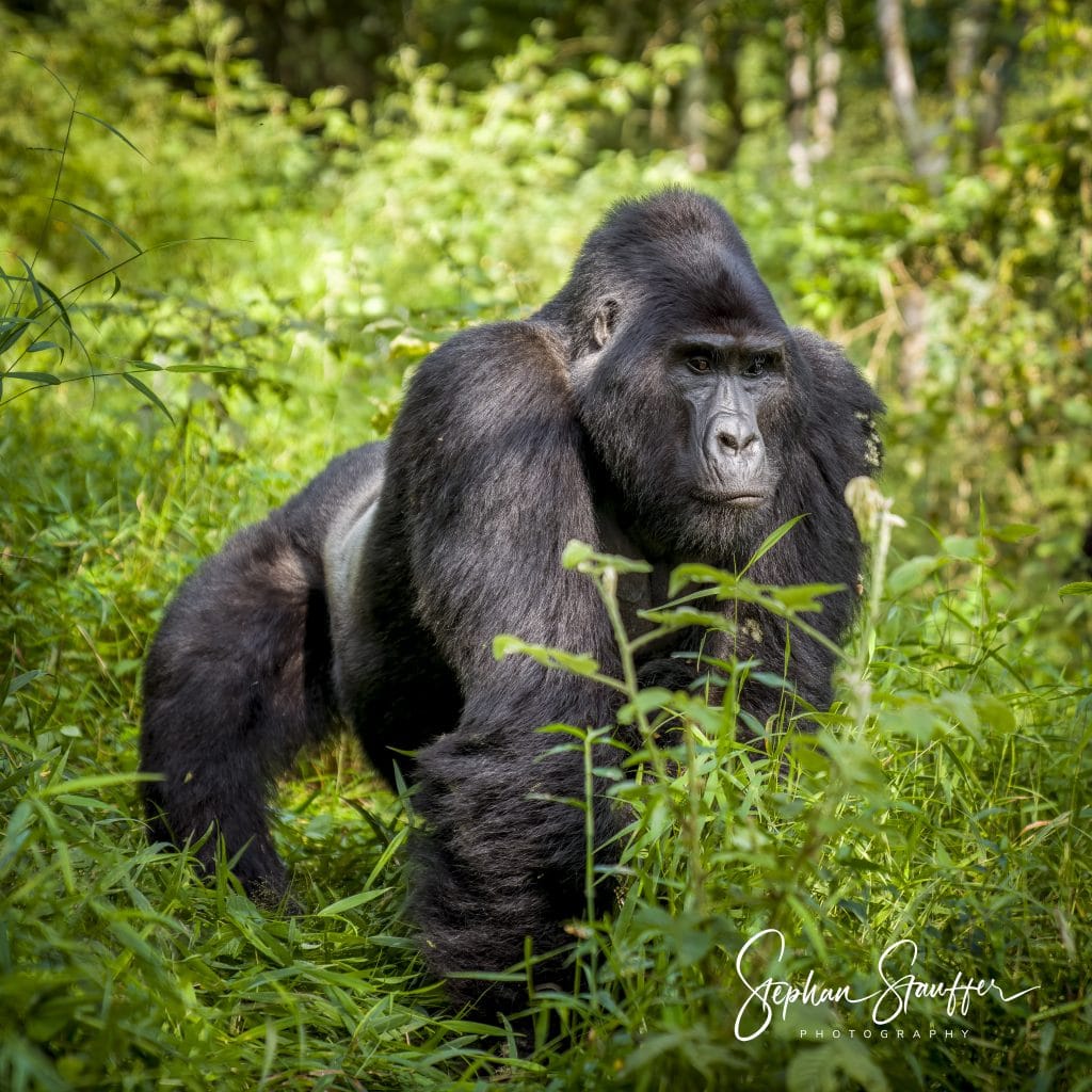 Christmas, the dominant silverback of the mountain gorilla family with the same name in the Bwindi Impenetrable Forest in Uganda.