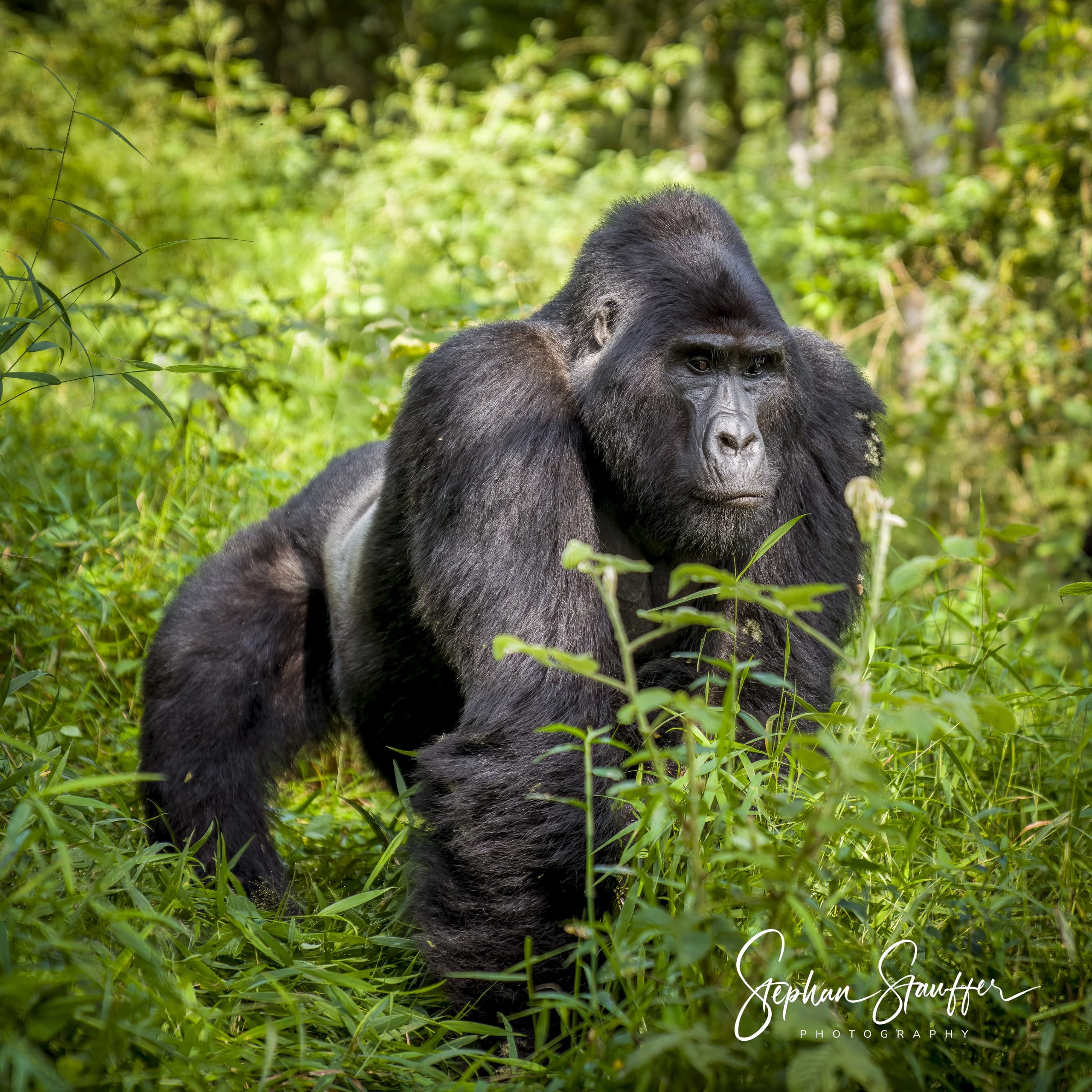 Christmas, the dominant silverback of the mountain gorilla family with the same name in the Bwindi Impenetrable Forest in Uganda.