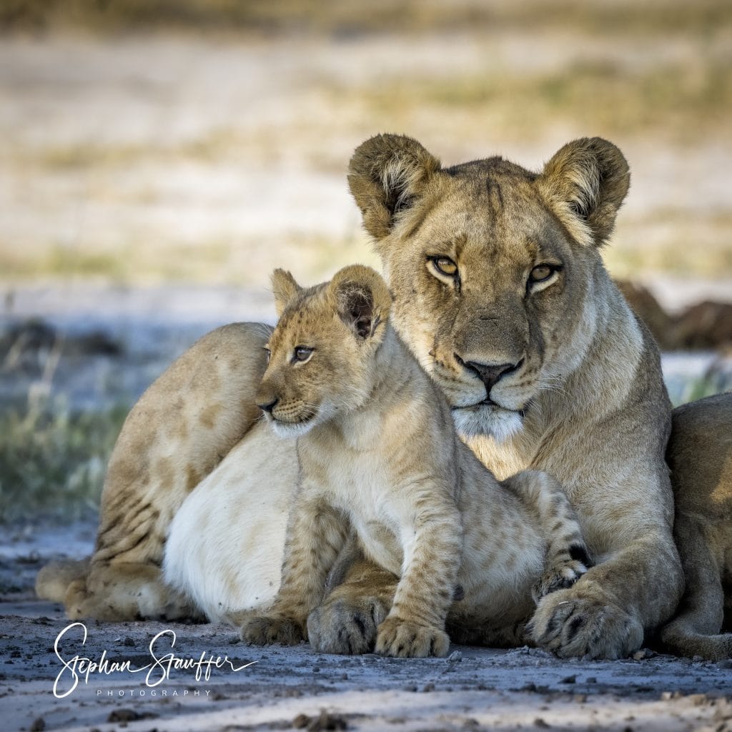 A lioness watching over her cub.