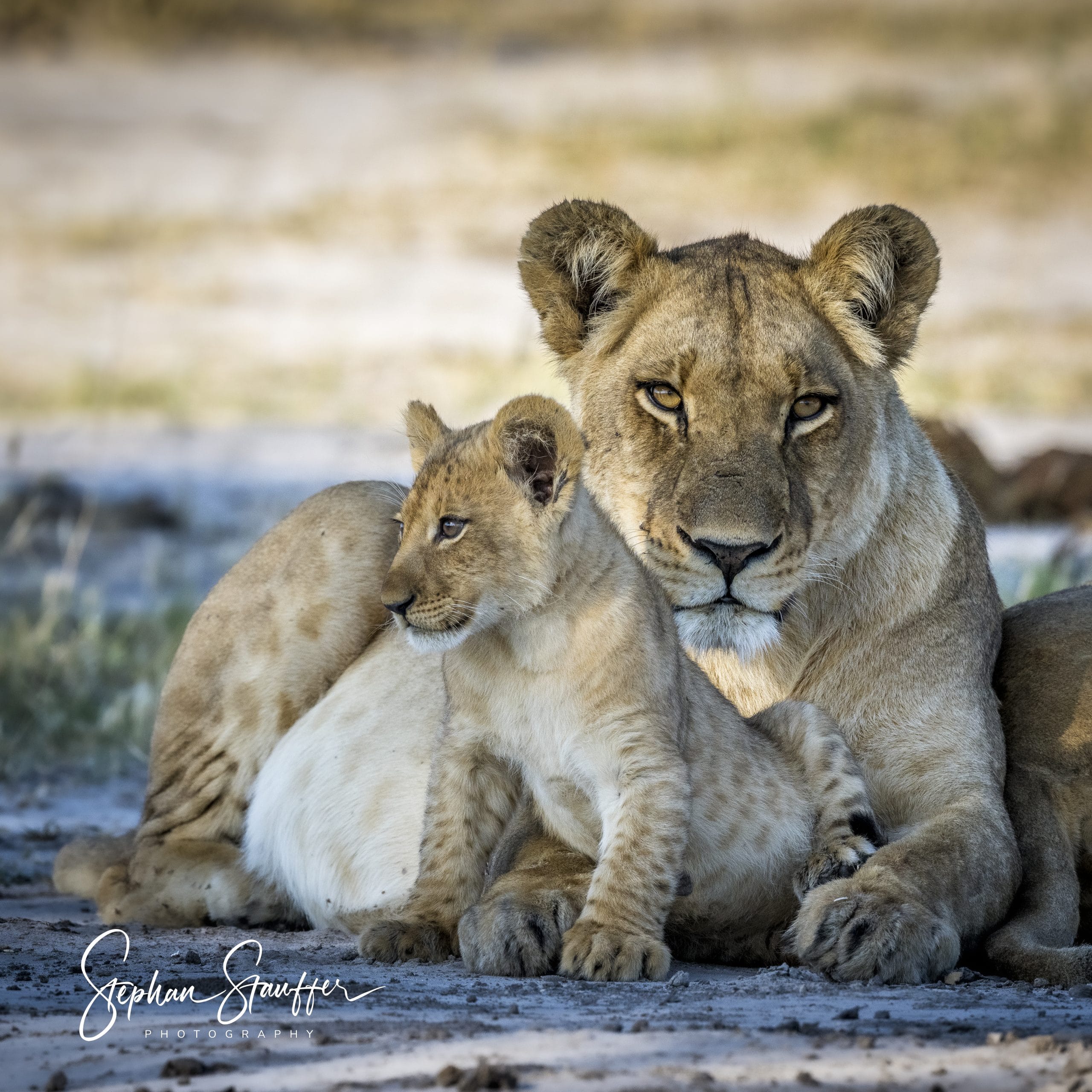 A lioness watching over her cub.