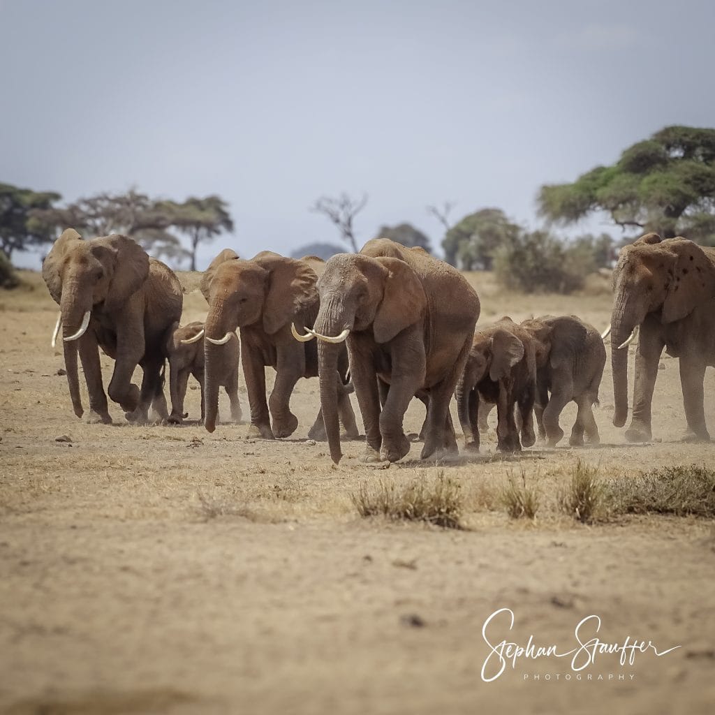 A herd of elephants marching through the dusty Amboseli National park in Kenya.