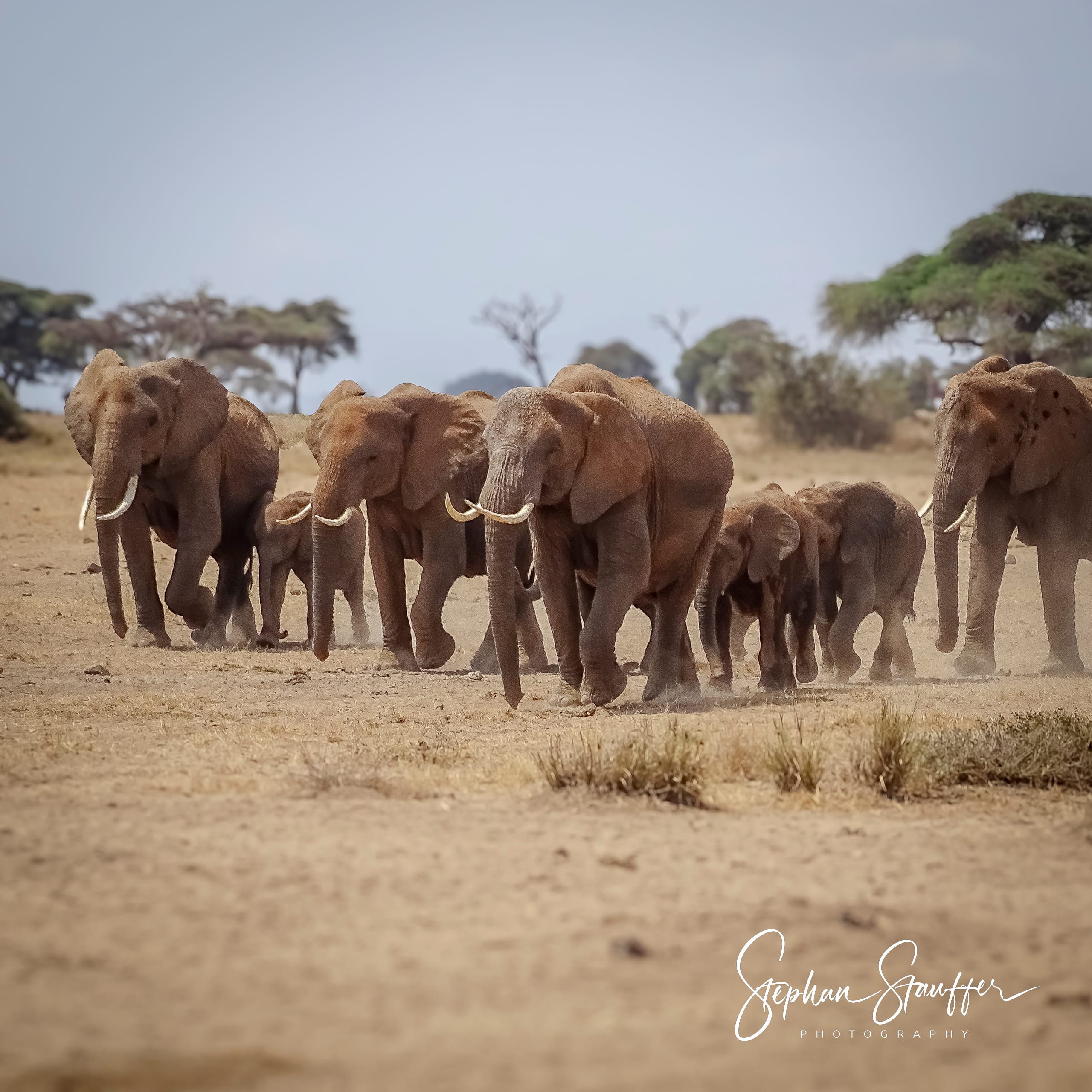 A herd of elephants marching through the dusty Amboseli National park in Kenya.