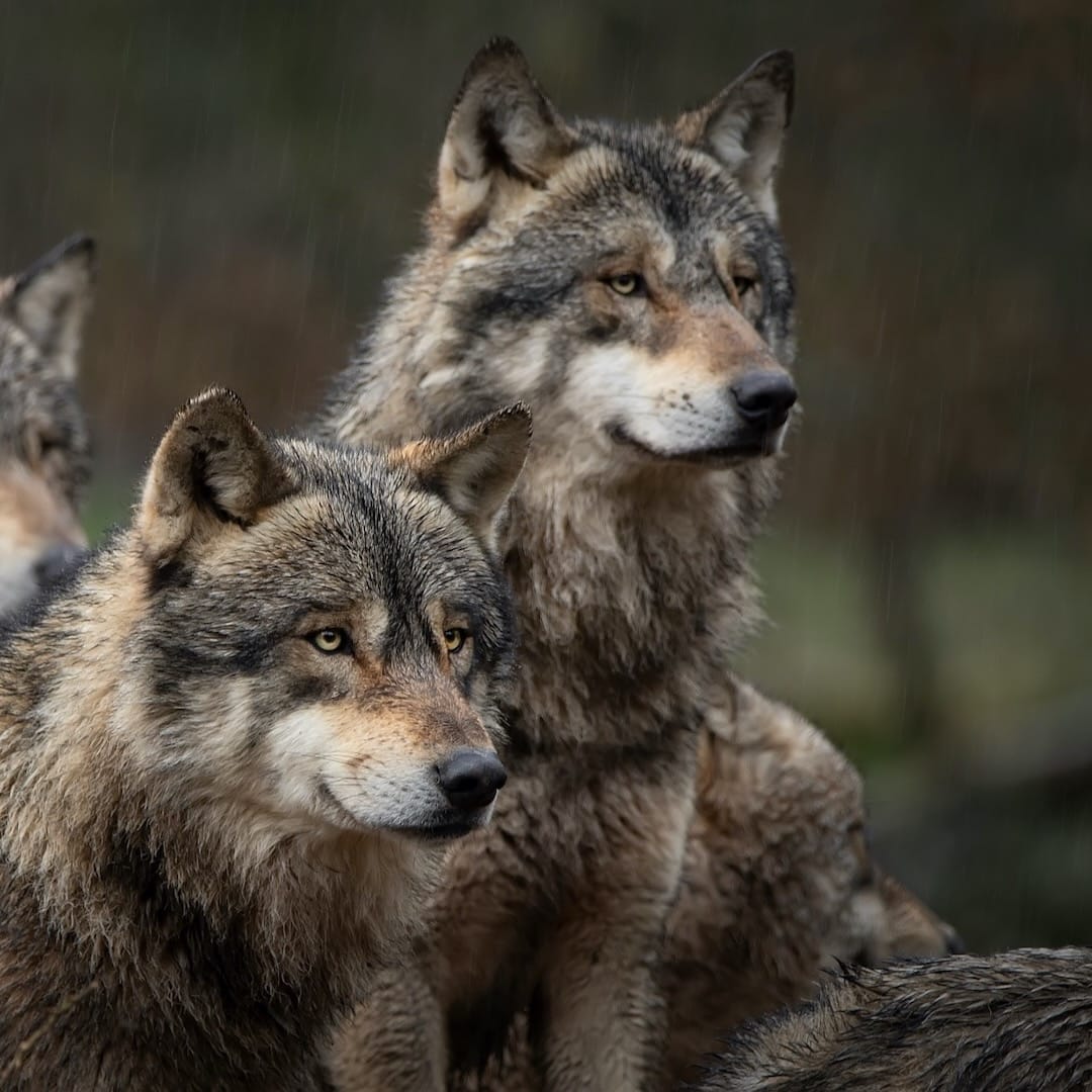 A gray wolf pack in the forests of the Yellowstone National Park.