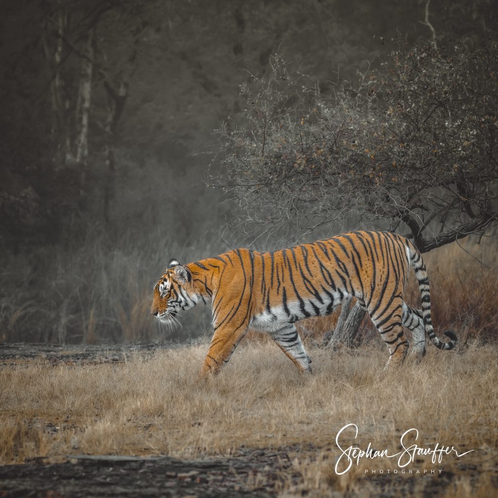 The mighty Riddhi, ruler of a prime territory in Ranthambore National Park in Rajasthan/ India.