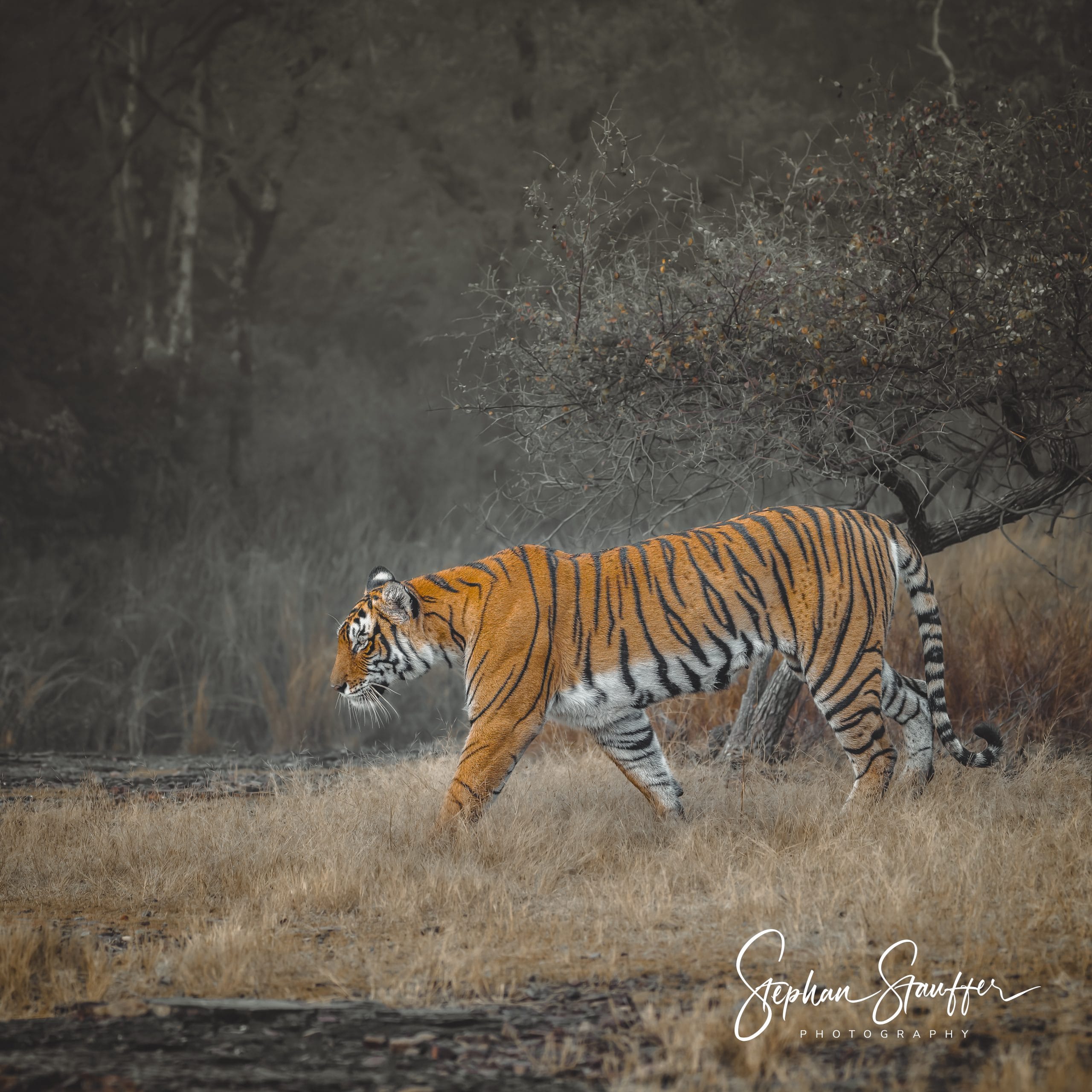 The mighty Riddhi, ruler of a prime territory in Ranthambore National Park in Rajasthan/ India.