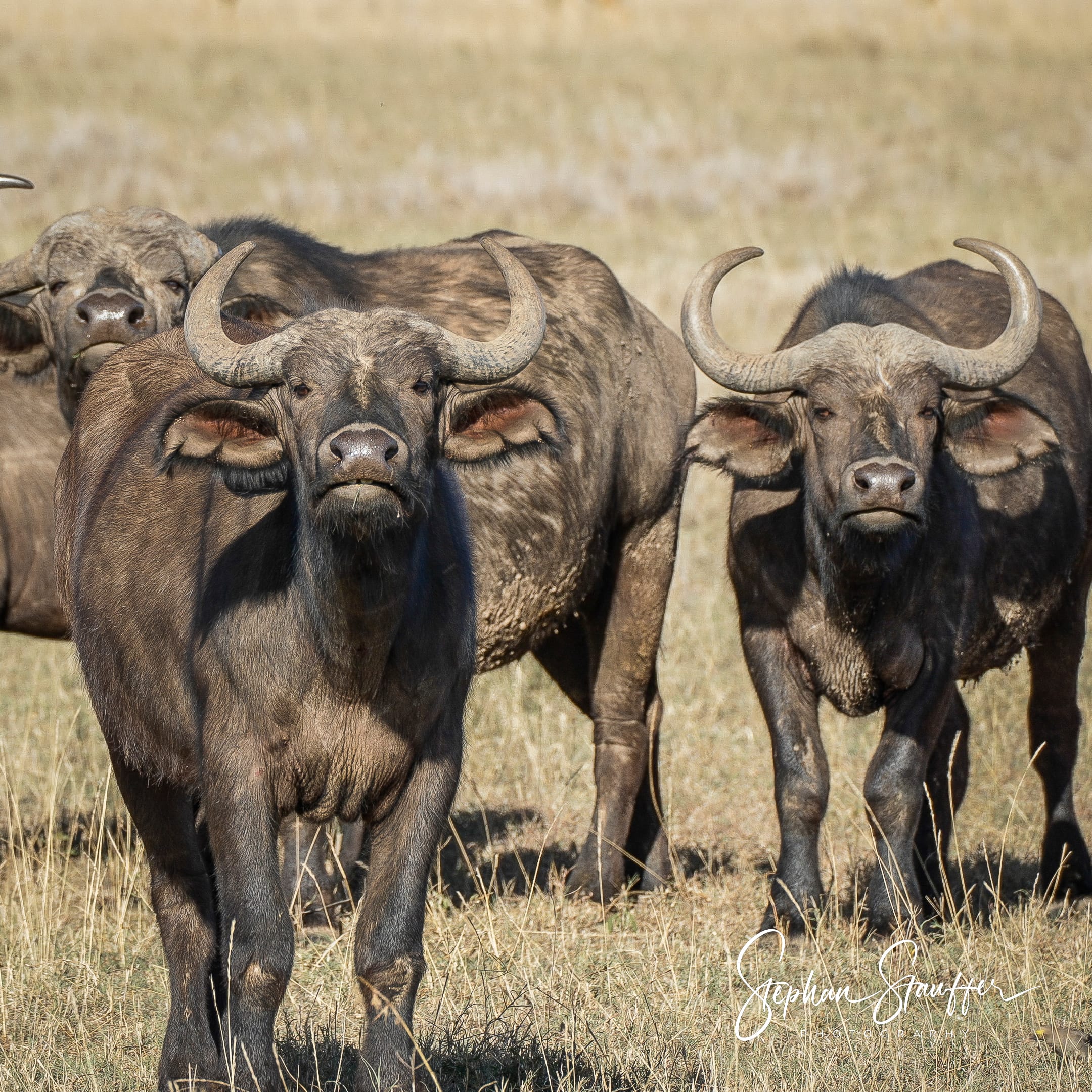 A heard of African buffalo standing guard in the Borana Conservancy in Northern Kenya.