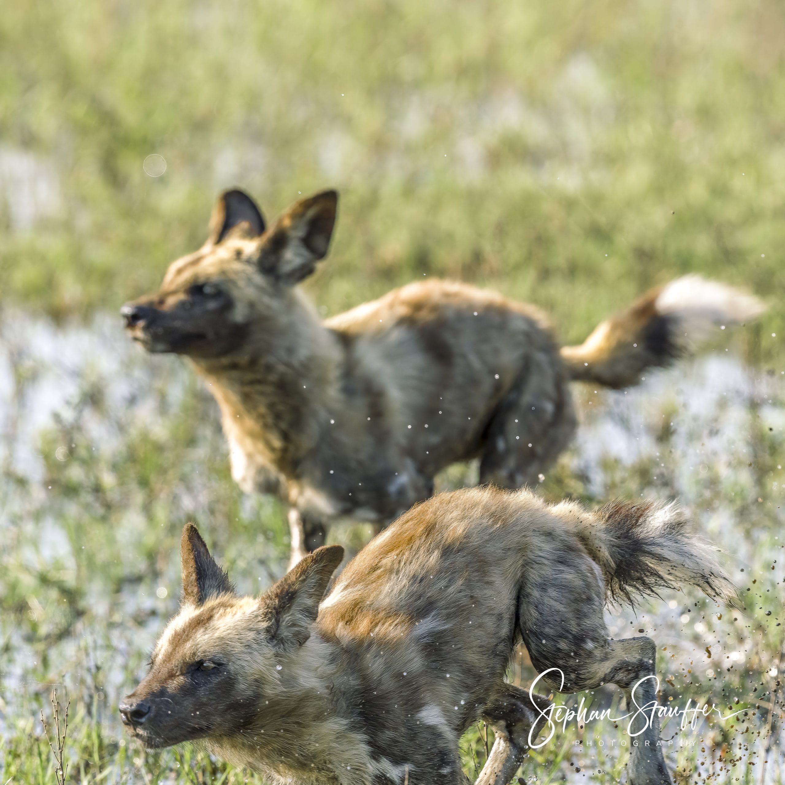 A pack of African Wild Dogs hunting in the flood plains of the Okavango Delta in Botswana.