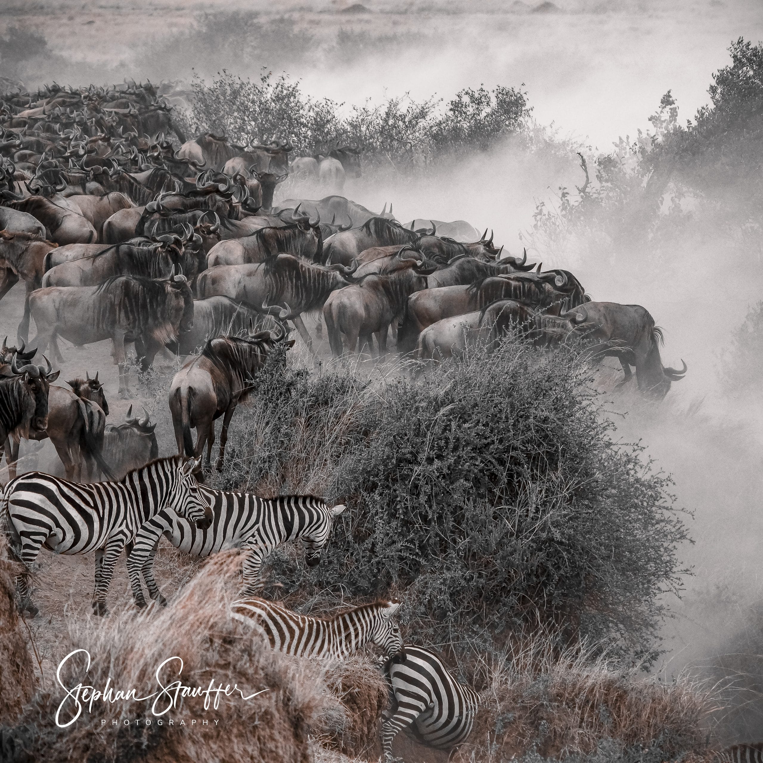 A herd of wildebeest and zebras crossing the Mara river in the Maasai Mara.