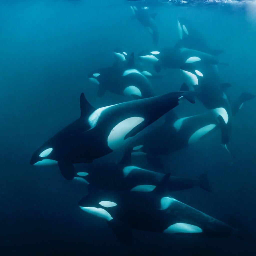A pod of orcas playing in the dark blue ocean.