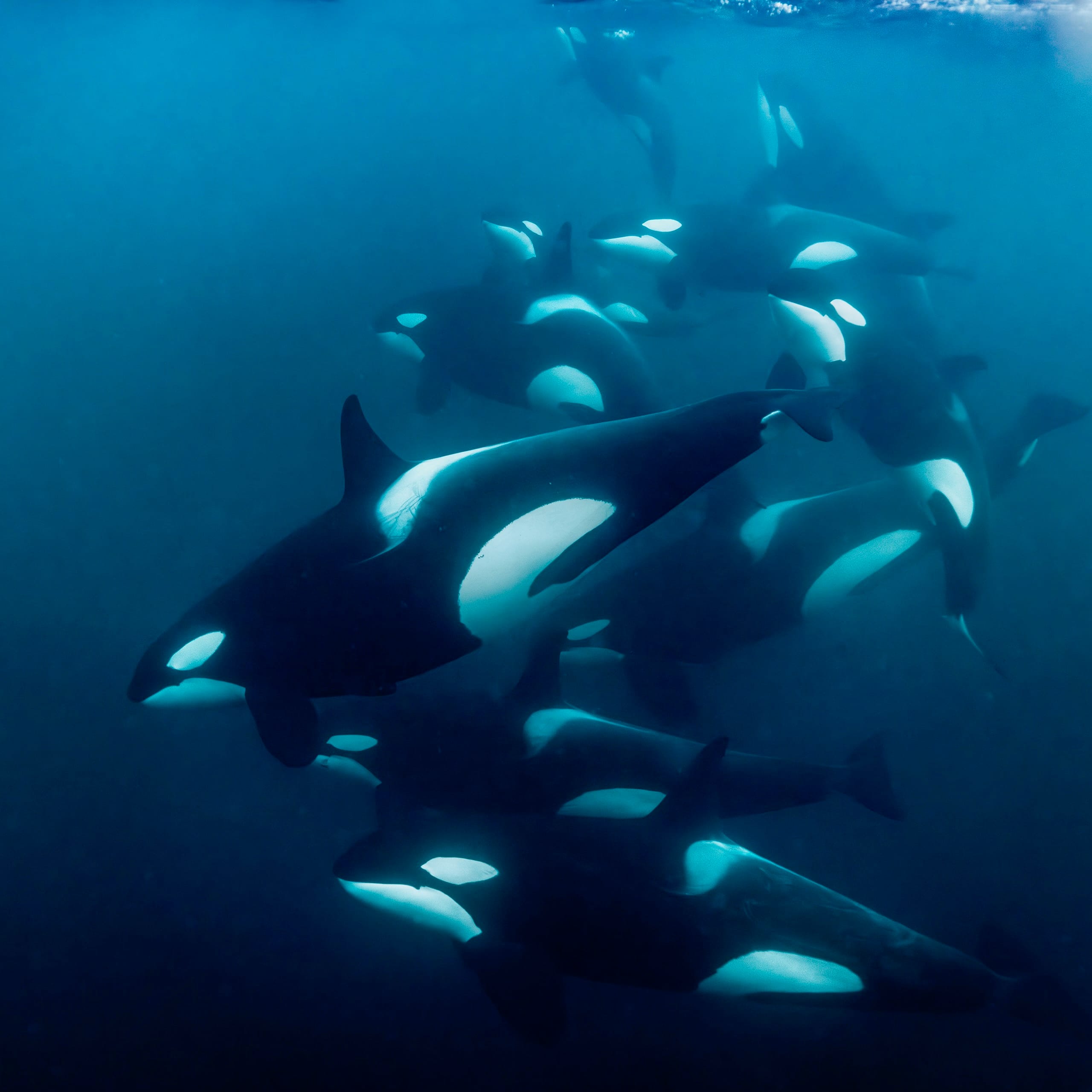 A pod of orcas playing in the dark blue ocean.