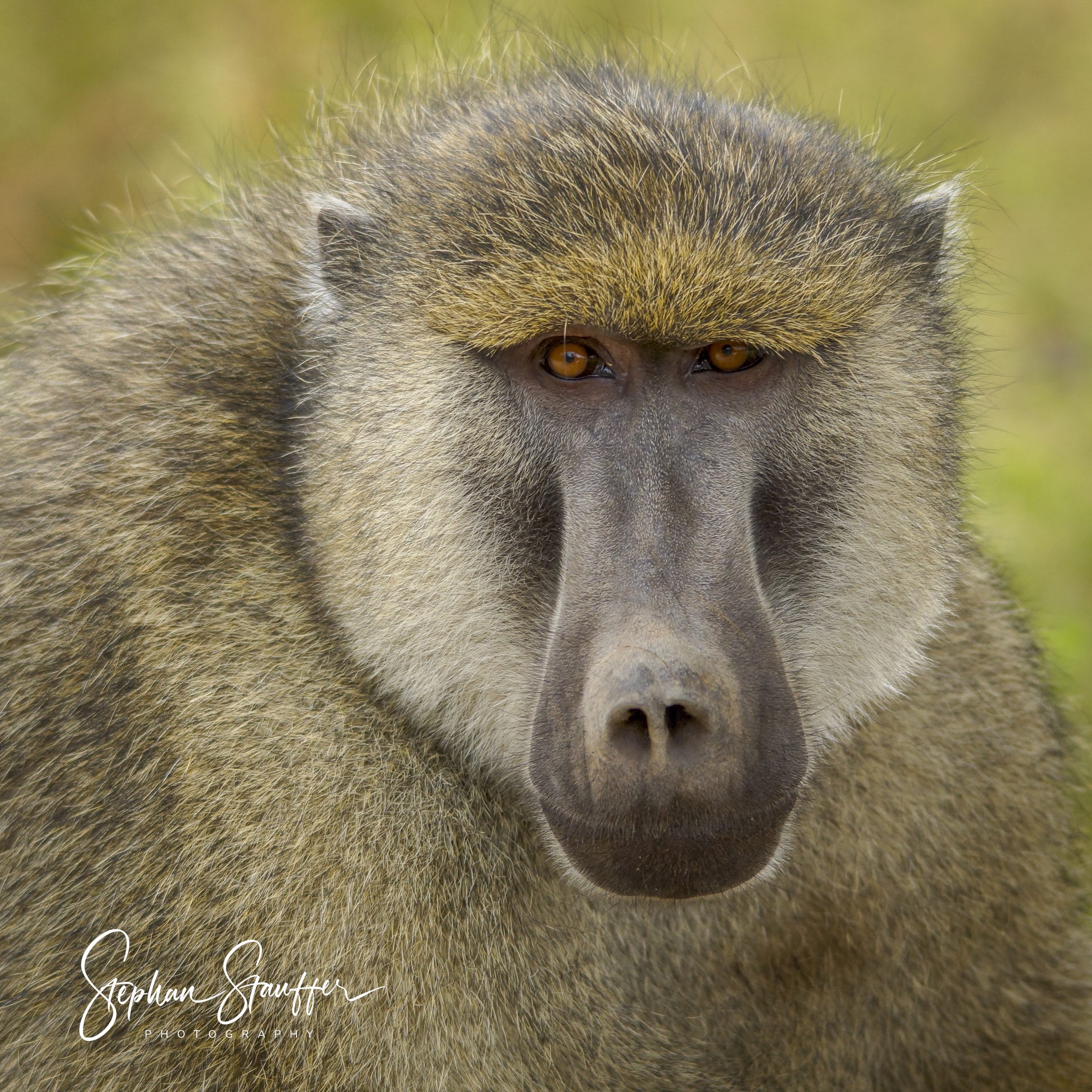 A male Yellow Baboon starring right at my lens.